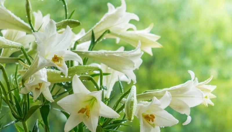 Cấu tạo độc đáo của bông hoa loa kèn với mo hoa và trụ hoa