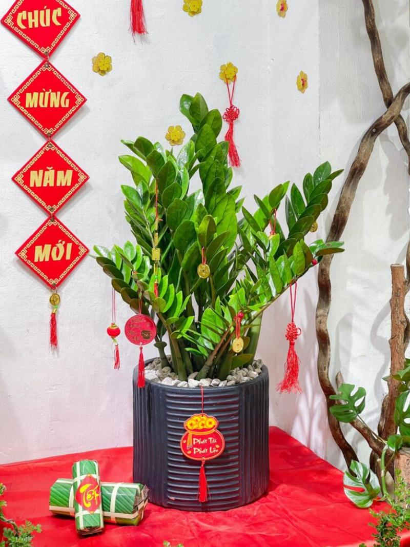 Chậu cây Kim Tiền xanh tươi dùng làm quà tặng sinh nhật mang ý nghĩa tài lộc