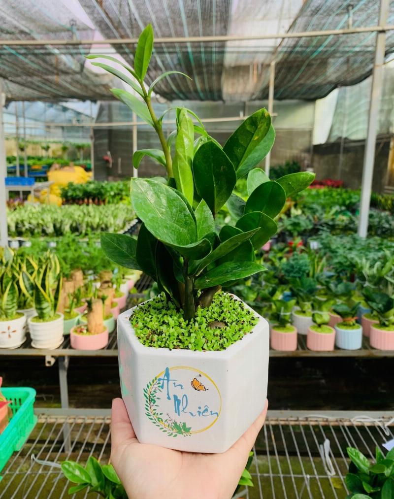 Cây Kim Tiền, biểu tượng phong thủy cho sự may mắn, là lựa chọn cây văn phòng giá rẻ phổ biến, dễ chăm sóc.