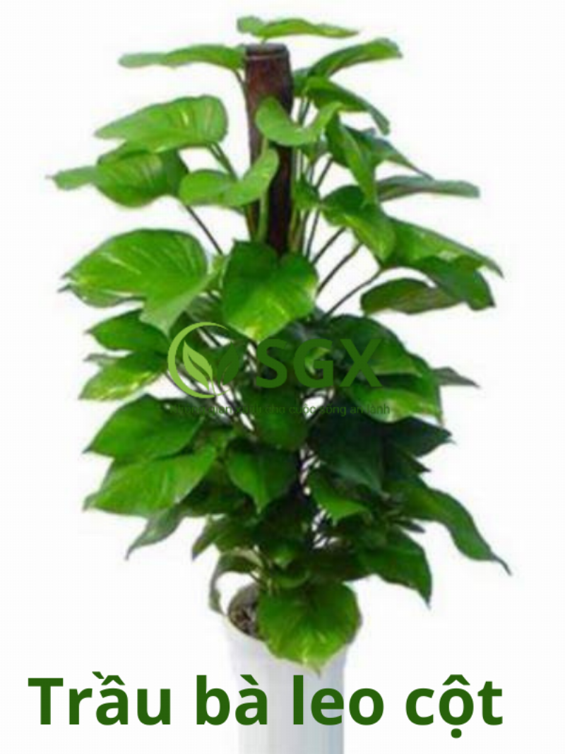 Một chậu cây Trầu Bà xanh tốt leo trên giá thể, tượng trưng cho sự kiên cường