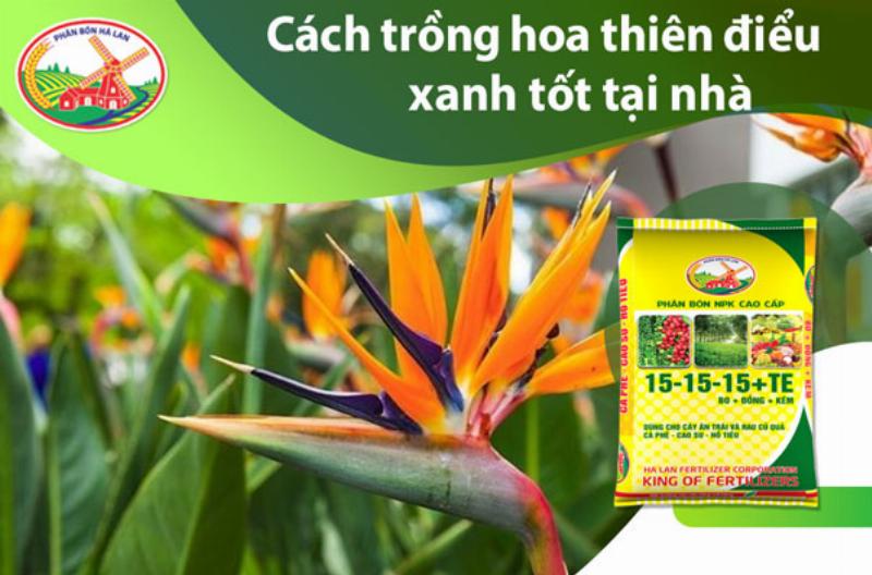 Hướng dẫn chăm sóc hoa thiên điểu tiếng Anh Strelitzia reginae tại nhà, từ ánh sáng đến tưới nước, giúp cây phát triển khỏe mạnh.