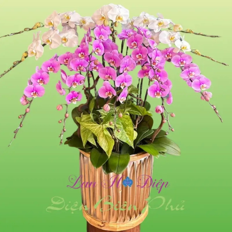 Một chậu Lan Hồ Điệp đang nở rộ, món quà sinh nhật sang trọng và ý nghĩa