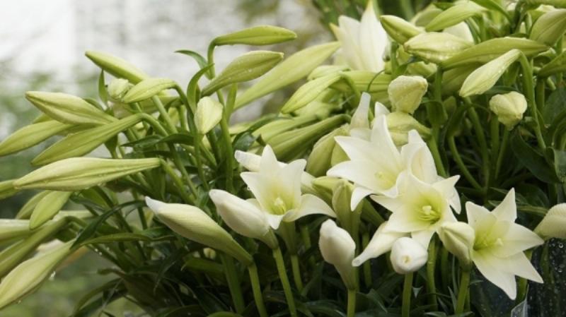 Hoa loa kèn tháng tư Hà Nội nét đẹp văn hóa và truyền thống trên phố