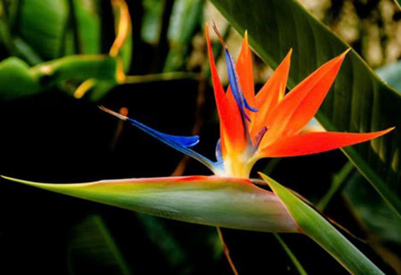 Hình ảnh hoa thiên điểu tiếng Anh Bird of Paradise với hình dáng độc đáo như chú chim trời, thể hiện vẻ đẹp rực rỡ của strelitzia reginae.