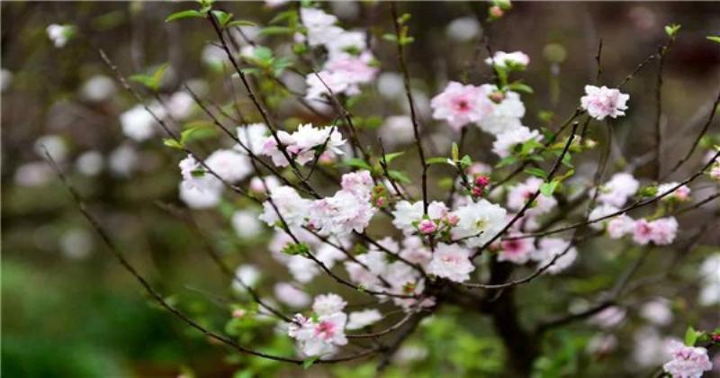 Minh họa cách kiểm tra độ ẩm đất và tưới nước cho cây cảnh trong chậu