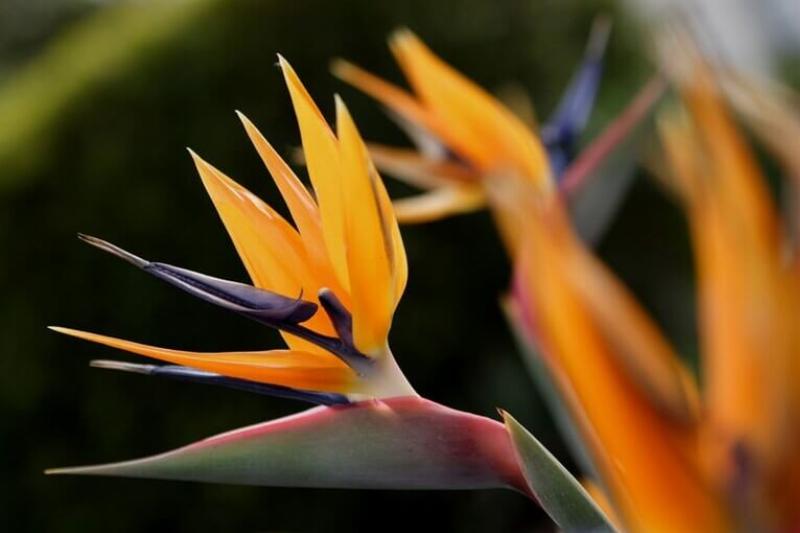So sánh hoa thiên điểu tiếng Anh Strelitzia reginae với các loài hoa nhiệt đới khác về hình dáng, màu sắc và ý nghĩa.