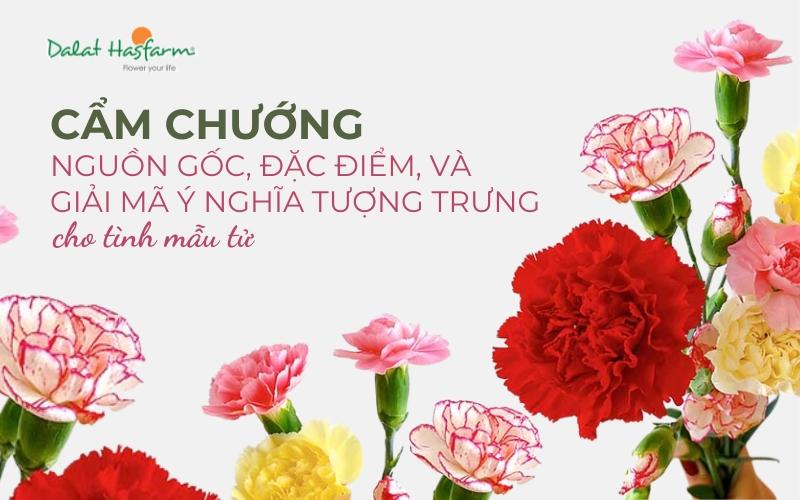 Những sự thật thú vị về Carnation (hoa cẩm chướng tiếng anh là gì) và lịch sử của nó.