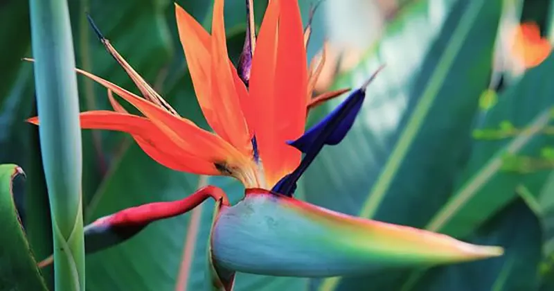 Ứng dụng hoa thiên điểu tiếng Anh Bird of Paradise trong trang trí không gian nội thất và sự kiện, mang vẻ đẹp độc đáo.